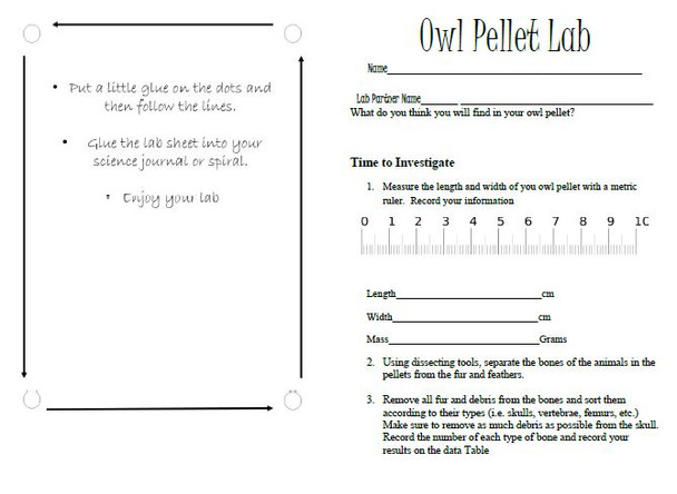 Owl Pellet Lab