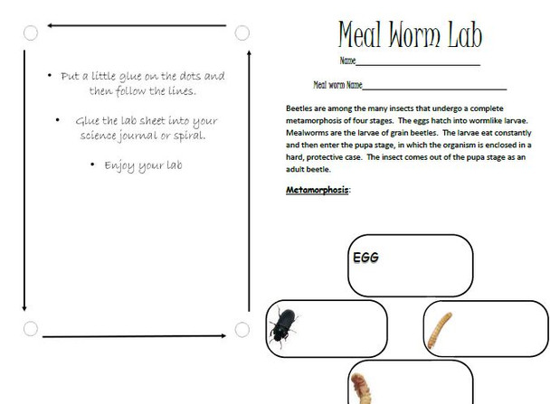 Meal Worm Science Lab