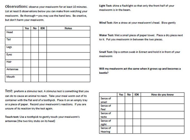 Meal Worm Science Lab