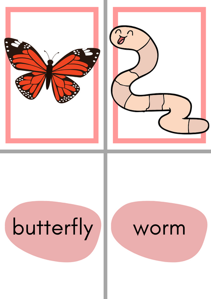 Flashcards: Insects