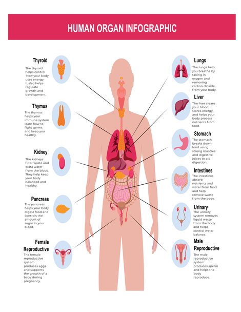  Human Body Systems Workbook | Organs, Senses, Skeletal & Muscular