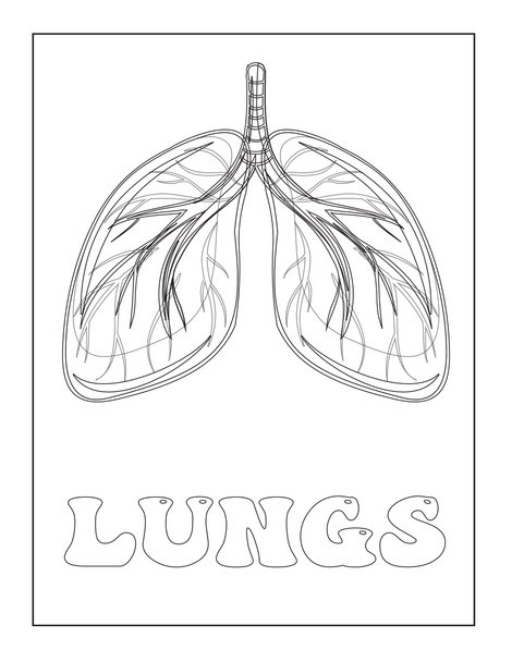  Human Body Systems Workbook | Organs, Senses, Skeletal & Muscular