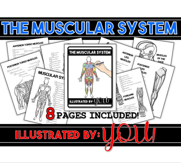 Muscular System Coloring Book- 8 pages of Anatomically Correct Illustrations!