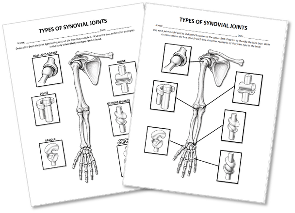 Synovial (Diarthrosis) Joints Worksheet- Illustrated