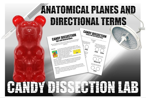 Candy Dissection Lab- Learning Anatomical Directional Terms and Planes