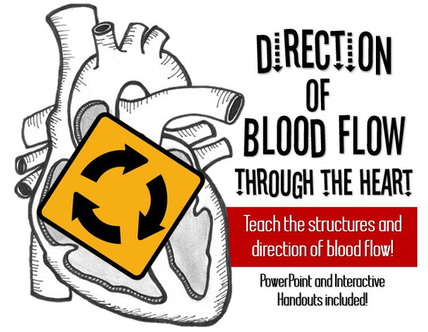 Structures and Blood Flow Through the heart ♥- PowerPoint and Handouts Included!