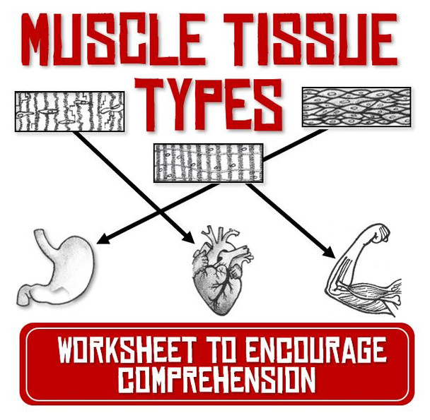 Muscle Tissue Type Activity Worksheet- Cardiac, Skeletal and Smooth