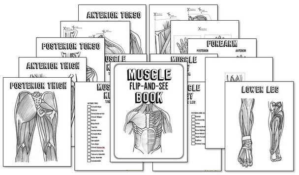 Muscle "Flip and See" Workbook- Superficial AND Deep Muscles!