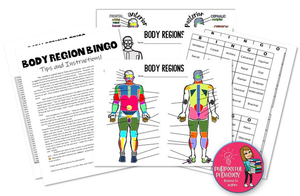 Body Region Bingo- PowerPoint Game, Bingo Card, Call Sheets and Worksheets!