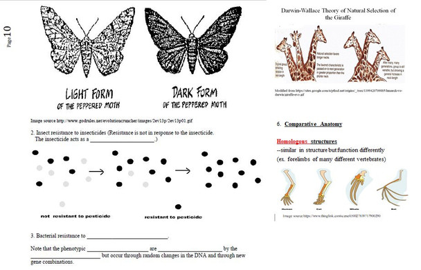 Evidences for Evolution/Natural Selection Learning Activities for AP Biology (Distance Learning)