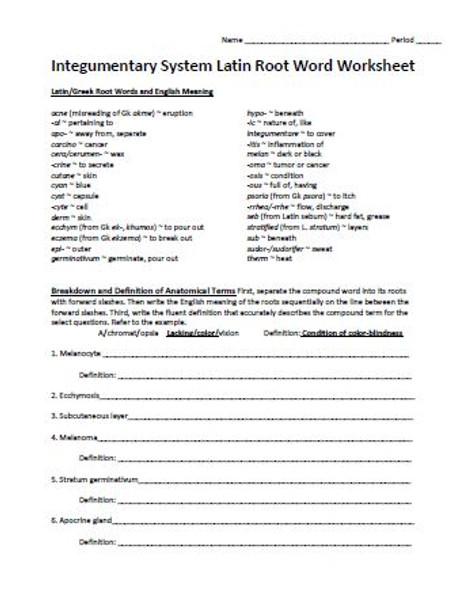 Integumentary System Latin Root Word Worksheet