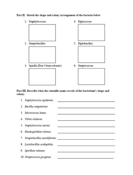 Bacterial Shape and Colony Naming and Drawing Worksheet