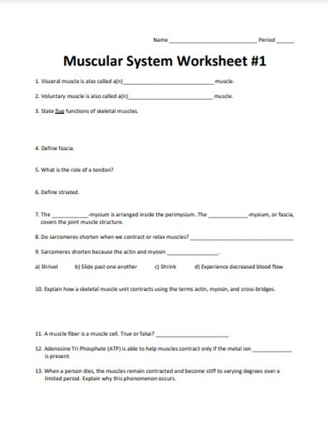 Muscular System Worksheet Series