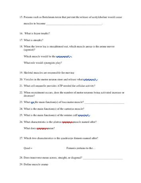 Muscular System Worksheet Series