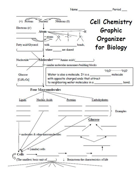 Hierarchy of Life, Cell Chemistry, and Characteristics of Life Graphic Organizer