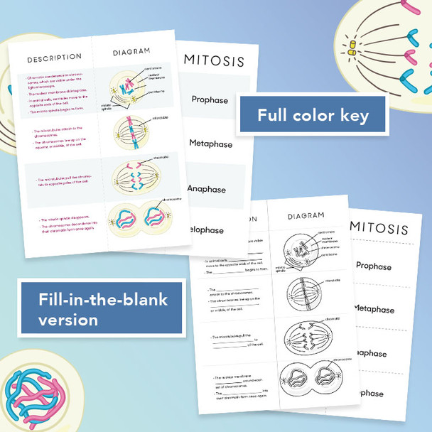 Mitosis Foldable For Binders & Interactive Notebooks