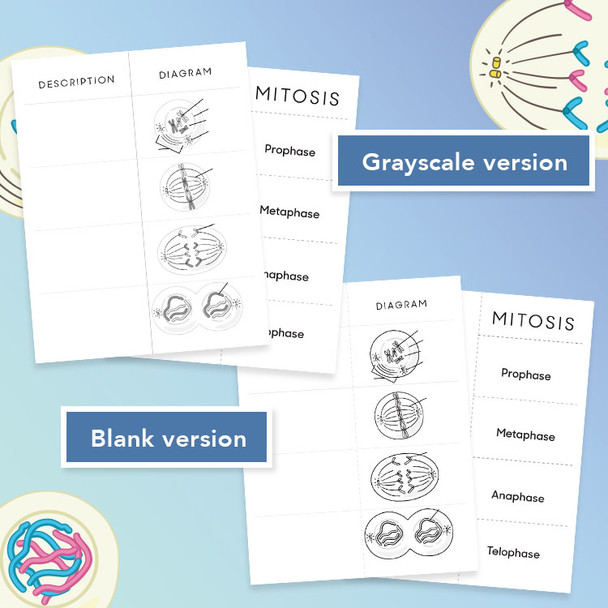 Mitosis Foldable For Binders & Interactive Notebooks