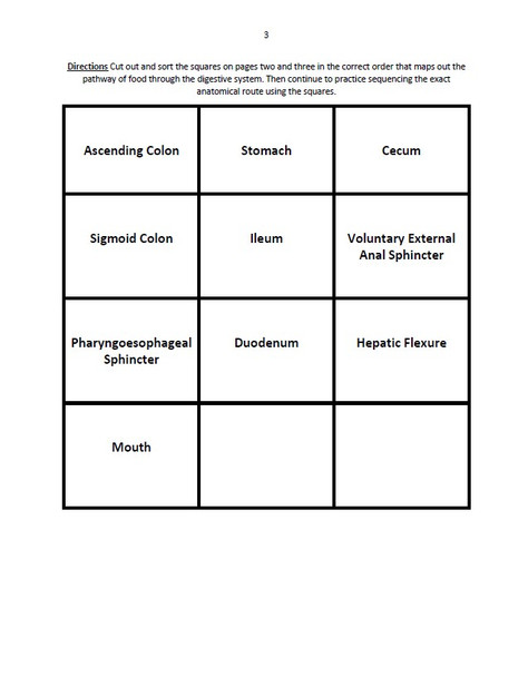 Digestive System Pathway Card Sort Activity