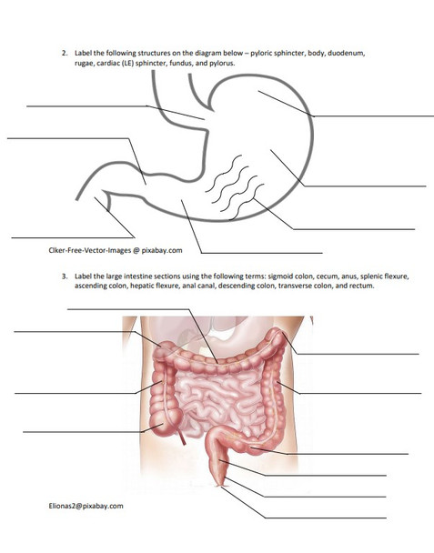 Digestive System Unit Study Guide Packet