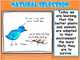 The Peppered Moth - Natural Selection - Amped Up Learning