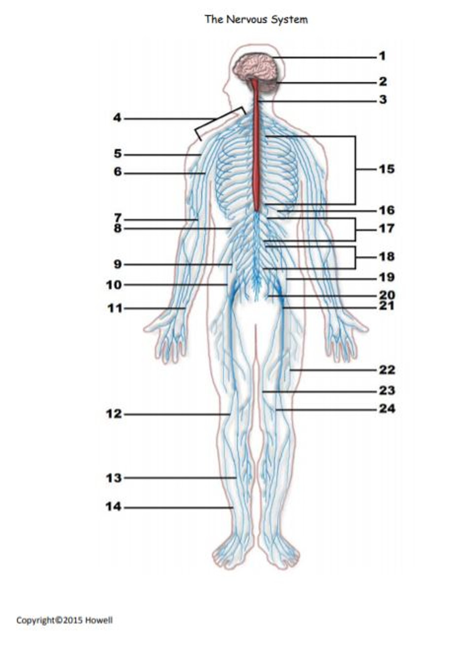 The Nervous System Identification Quiz or Worksheet for Anatomy Amped
