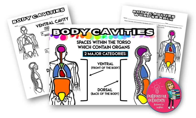 Body Cavities- PowerPoint, Notes Worksheet and Activity Page! Distance