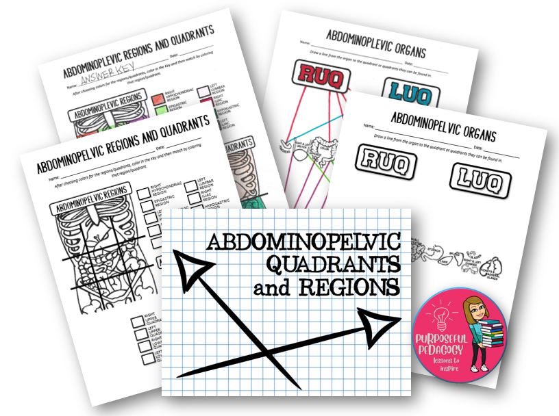 Body Quadrants and Regions PowerPoint and Activity Sheets ...