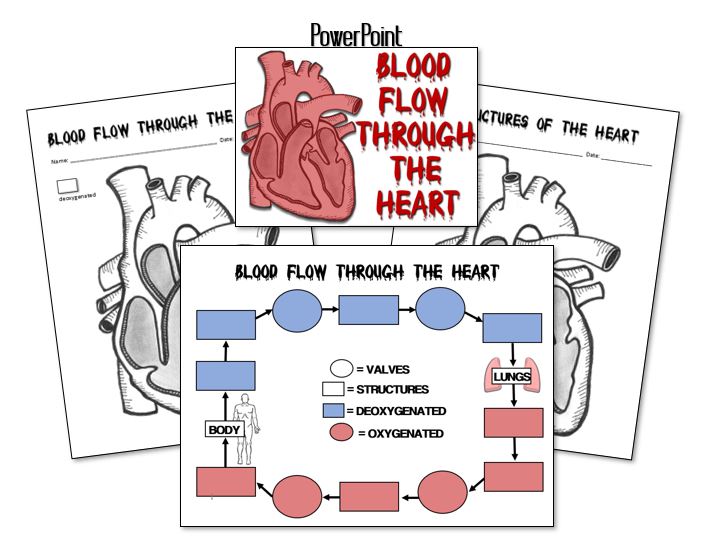 diagrams-and-blood-flow-preview.jpg