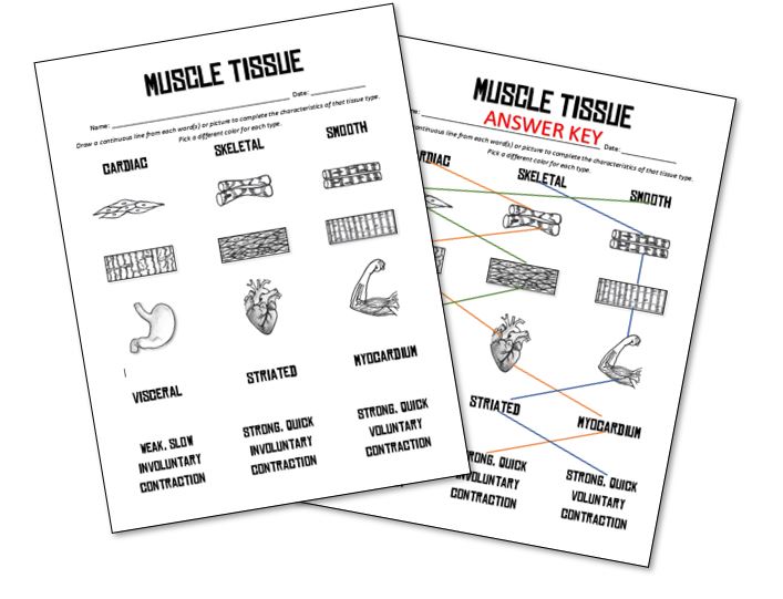 Types Of Tissues Worksheet Answers Worksheet List