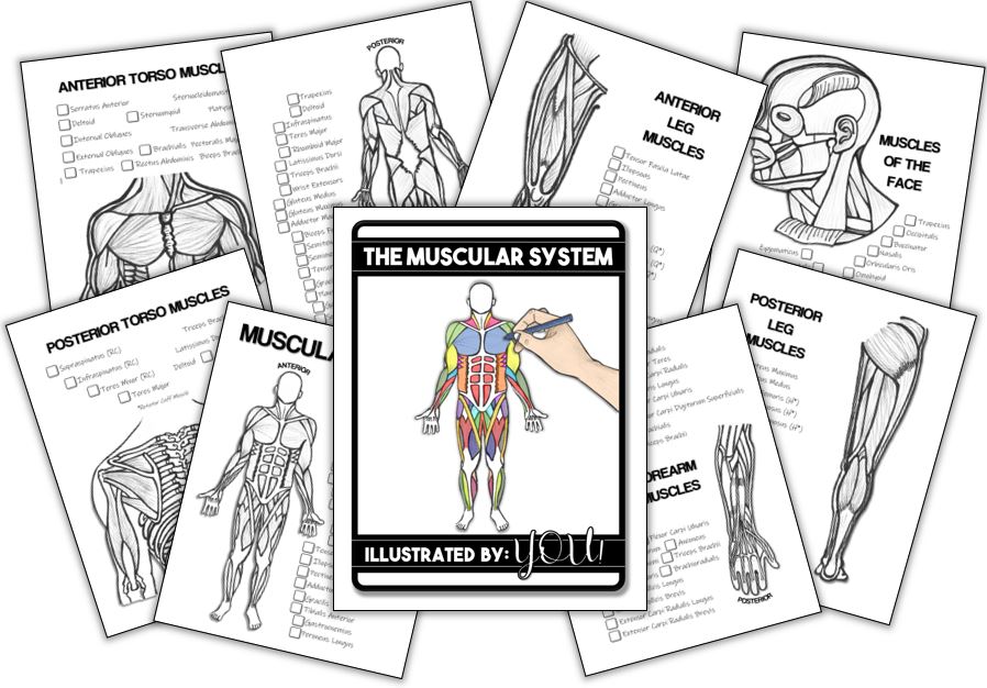 Muscular System Coloring Book 8 pages of Anatomically Correct