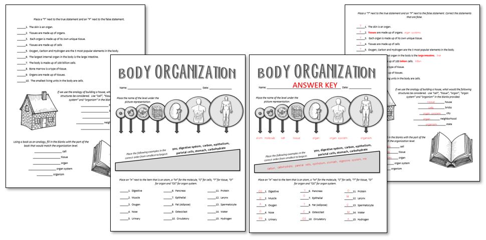 organization-of-the-body-preview.jpg