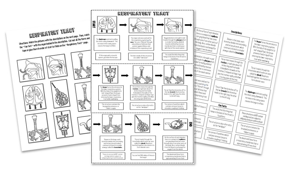 respiratory-foldable-preview.jpg