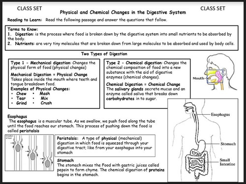 digesting food chemical change