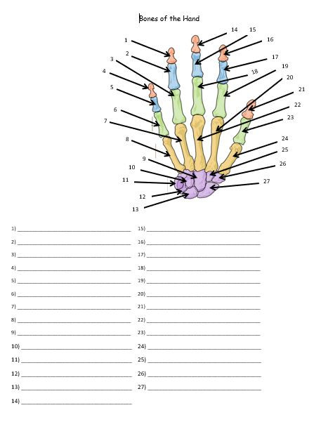 Bones of the Hand and Wrist Quiz or Worksheet - Amped Up Learning