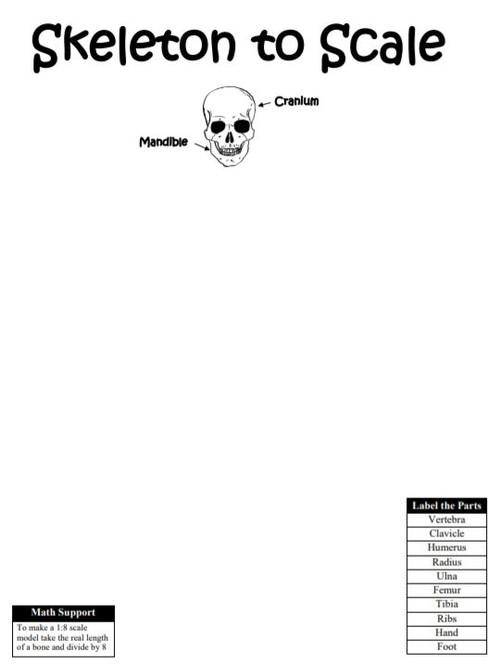 Skeleton to Scale - Amped Up Learning
