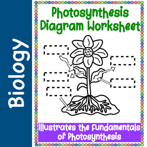 Copy of Photosynthesis Diagram Worksheet - Amped Up Learning