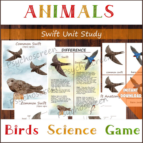 SWIFT Unit Study: MINI Printable swifts set, Common swift bird
