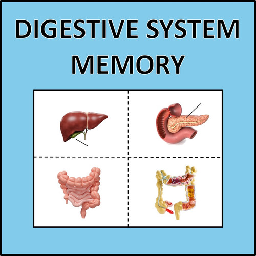 Digestive System Memory