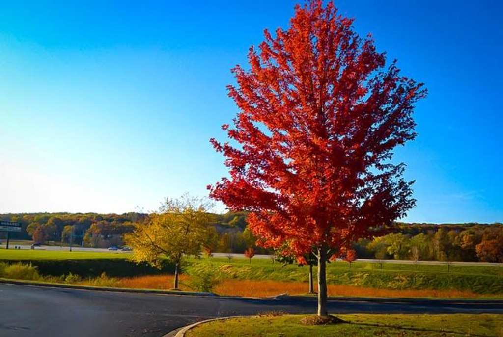 Save your Autumn Blaze Maple by Trimming