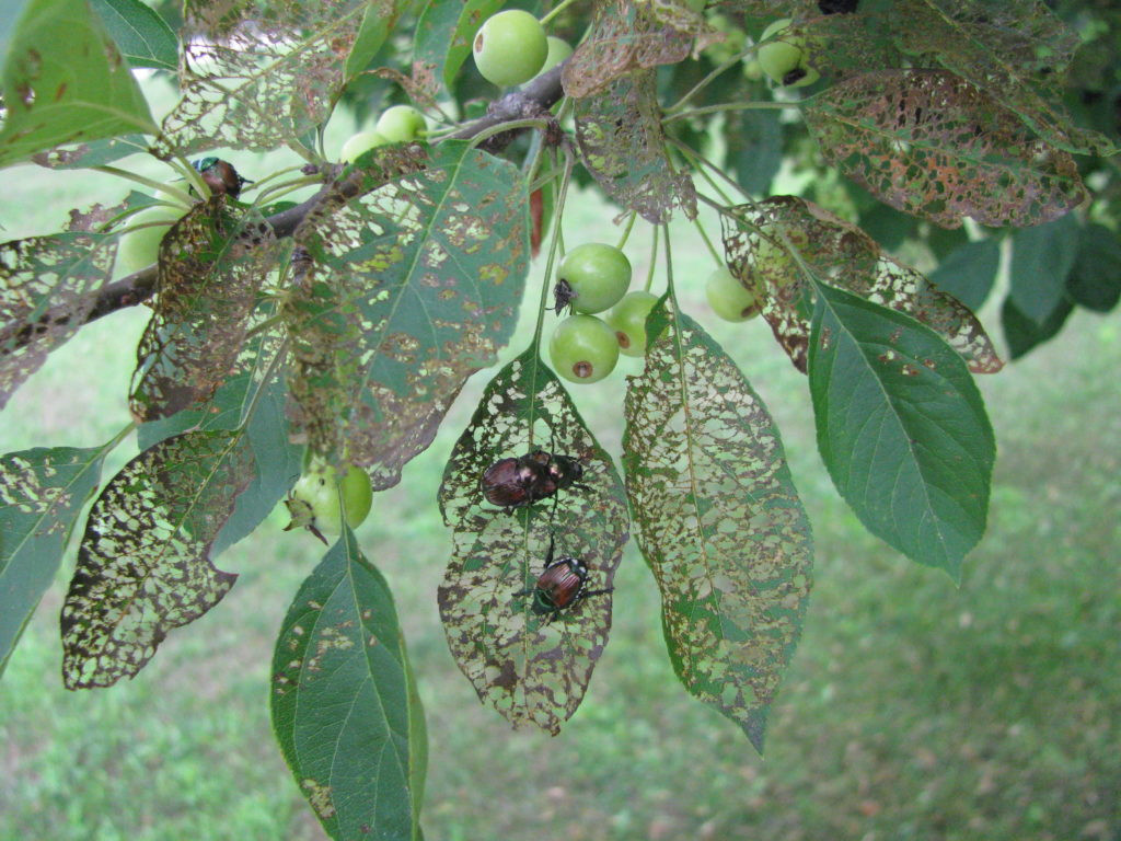 OH NO.....Japanese beetles are back!