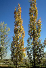 Photo courtesy of Bailey Nurseries, Inc.