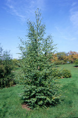 Photo courtesy of Bailey Nurseries, Inc.