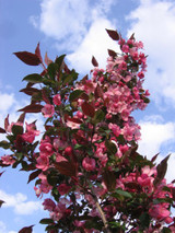 Photo courtesy of Bailey Nurseries, Inc.