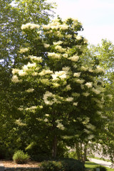 Photo courtesy of Bailey Nurseries, Inc.