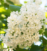 Lilac Ivory Silk Tree