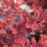 Photo courtesy of Bailey Nurseries, Inc.