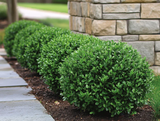 Boxwood