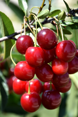 Cherry Tree