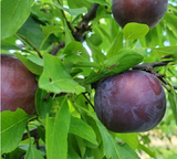 Plum Tree