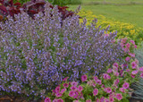 Photo courtesy of Bailey Nurseries, Inc.